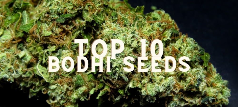 Migliori 10 Varietà Bodhi Seeds Organization Semi Cannabis Erba Marijuana