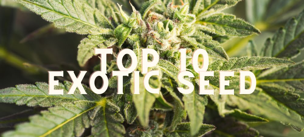 Migliori 10 Varietà Exotic Seed Semi Cannabis Erba Marijuana