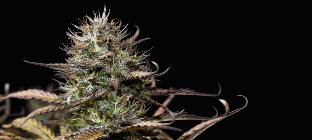 Migliori 10 Varietà Green House Seeds Cannabis Erba Marijuana