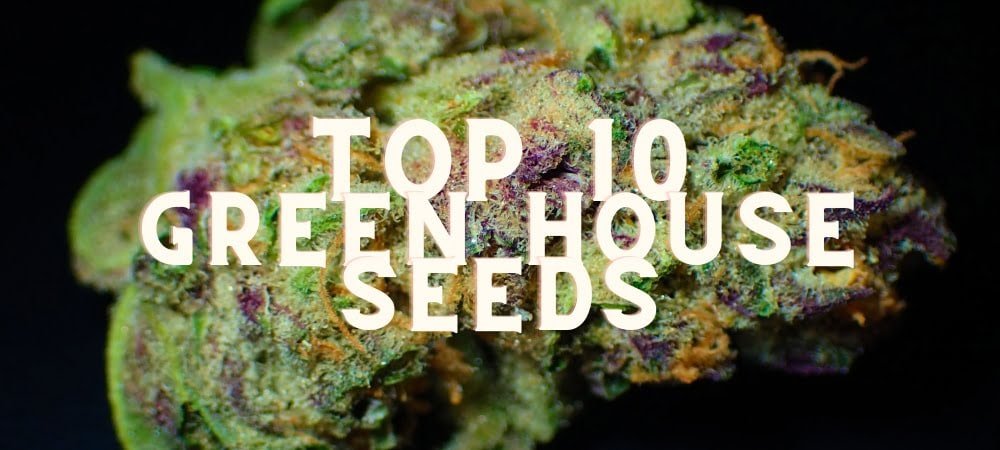 Migliori 10 Varietà Green House Seeds Semi Cannabis Erba Marijuana