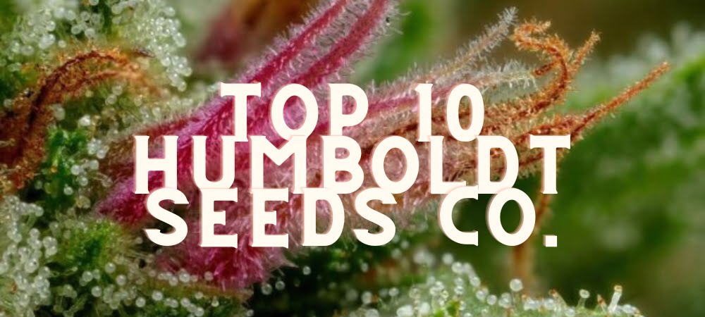 Migliori 10 Varietà Humboldt Seeds Company Semi Cannabis Erba Marijuana