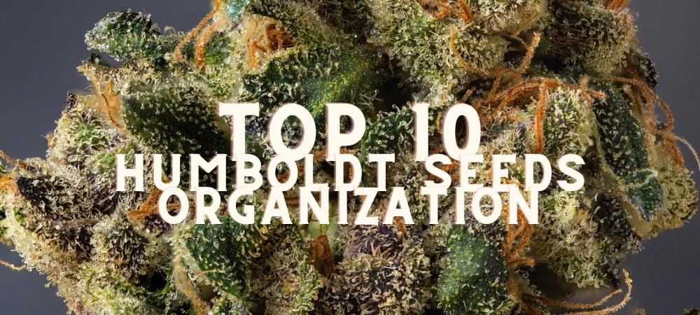 Migliori 10 Varietà Humboldt Seeds Organization Semi Cannabis Erba Marijuana