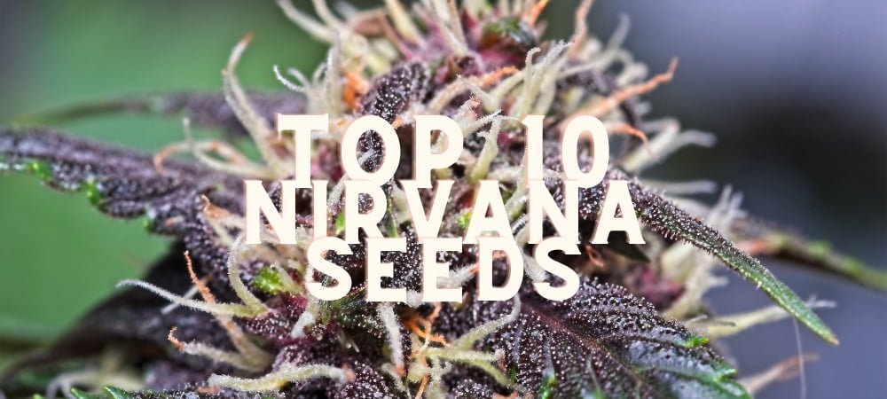 Migliori 10 Varietà Nirvana Seeds Semi Cannabis Erba Marijuana