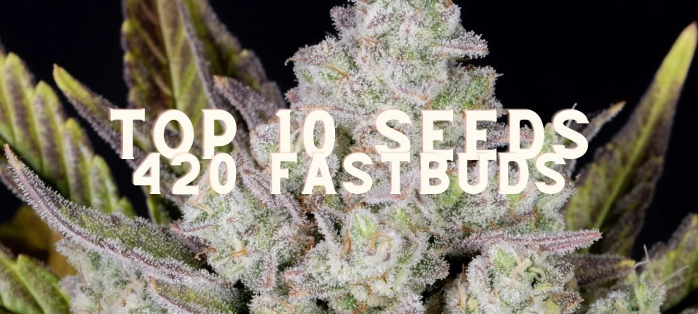 Migliori 10 Varietà Semi 420 Fast Buds Cannabis Erba Marijuana