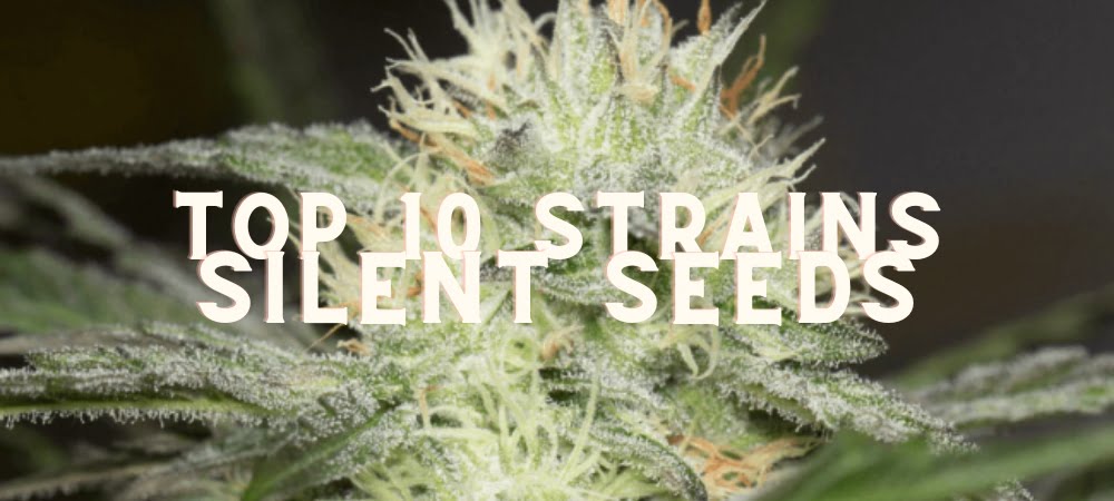 Migliori 10 Varietà Semi Silent Seeds Cannabis Erba Marijuana