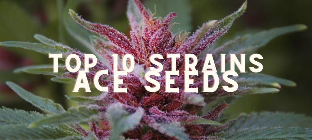 Migliori 10 Varietà Semi Ace Seeds Cannabis Erba Marijuana