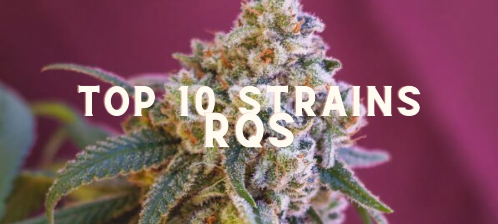 Migliori 10 Varietà Semi Royal Queen Seed Rqs Cannabis Erba Marijuana