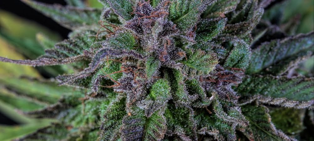 Migliori 10 Varietà Sensi Seeds Cannabis Erba Marijuana
