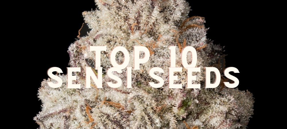 Migliori 10 Varietà Sensi Seeds Semi Cannabis Erba Marijuana