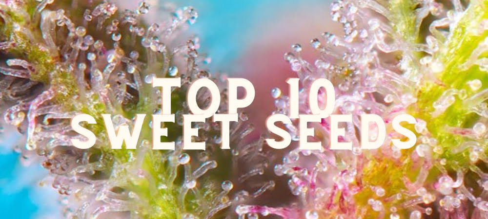 Migliori 10 Varietà Sweet Seeds Semi Cannabis Erba Marijuana