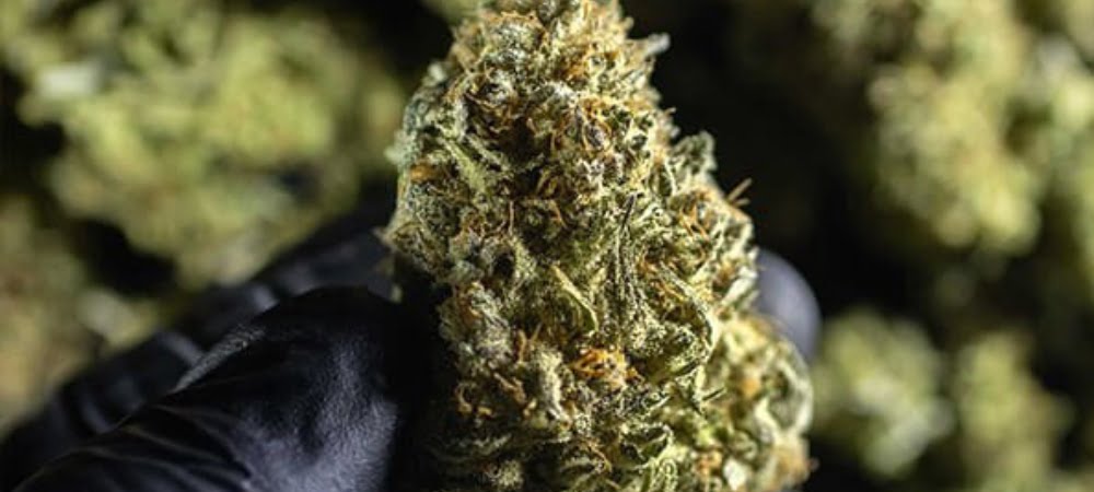 Migliori Semi Rqs Royal Queen Seeds Cannabis Erba Marijuana
