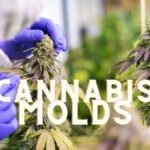 Molds Cannabis Marijuana Weed