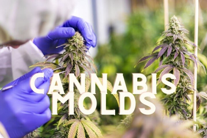 Molds Cannabis Marijuana Weed