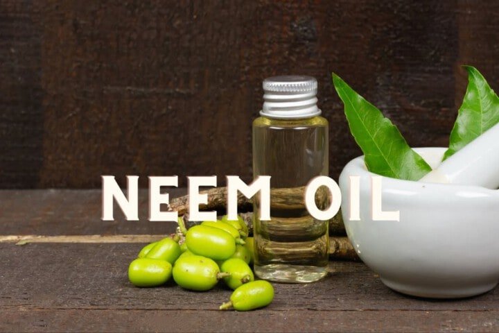 Neem Oil Cannabis Marijuana Weed Plant