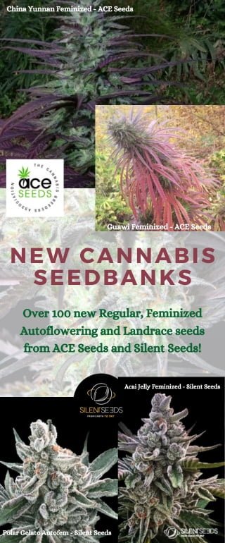 annibale seedshop free cannabis seeds home page