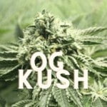 Og Kush Effect Taste Story Price Seeds