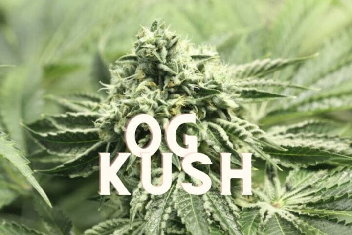 Og Kush Effect Taste Story Price Seeds