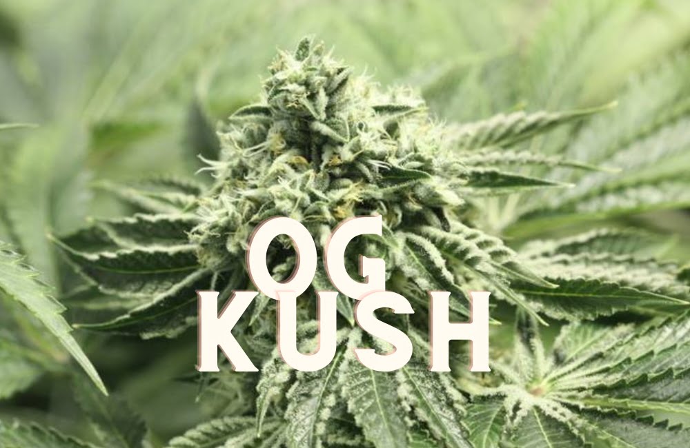 Og Kush Effect Taste Story Price Seeds