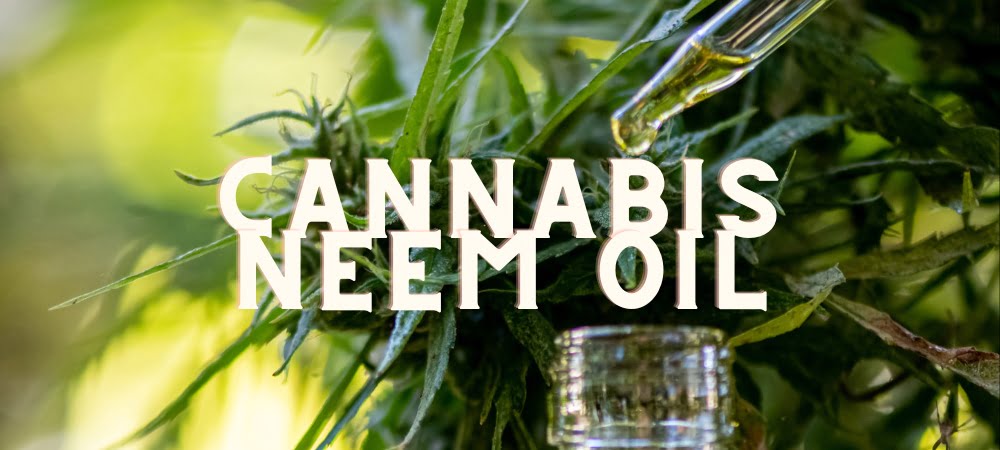 Olio Neem Coltivazione Cannabis Erba Marijuana