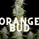 Orange Bud Effect Taste Story Price Seeds