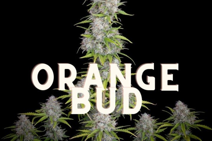 Orange Bud Effect Taste Story Price Seeds