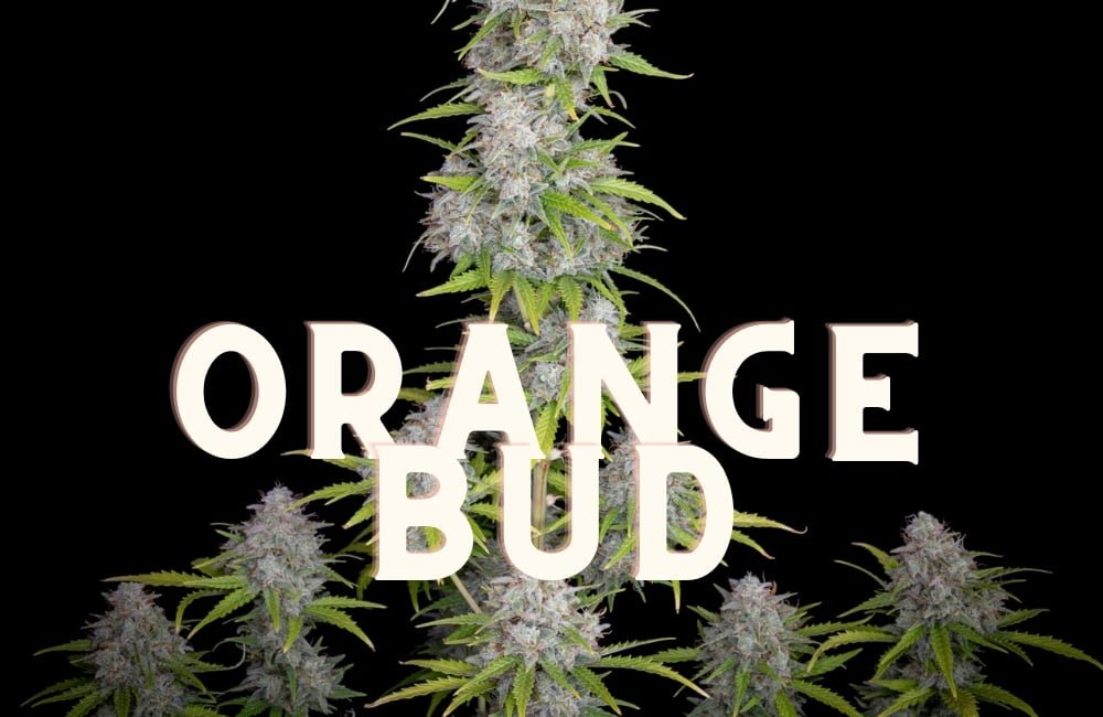 Orange Bud Effect Taste Story Price Seeds