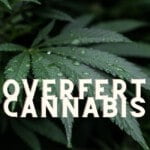 Overfert Cannabis Marijuana Weed Plant