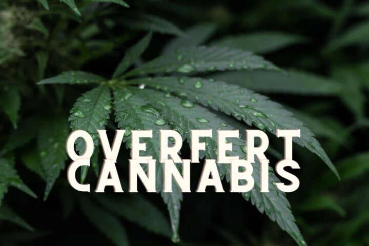 Overfert Cannabis Marijuana Weed Plant