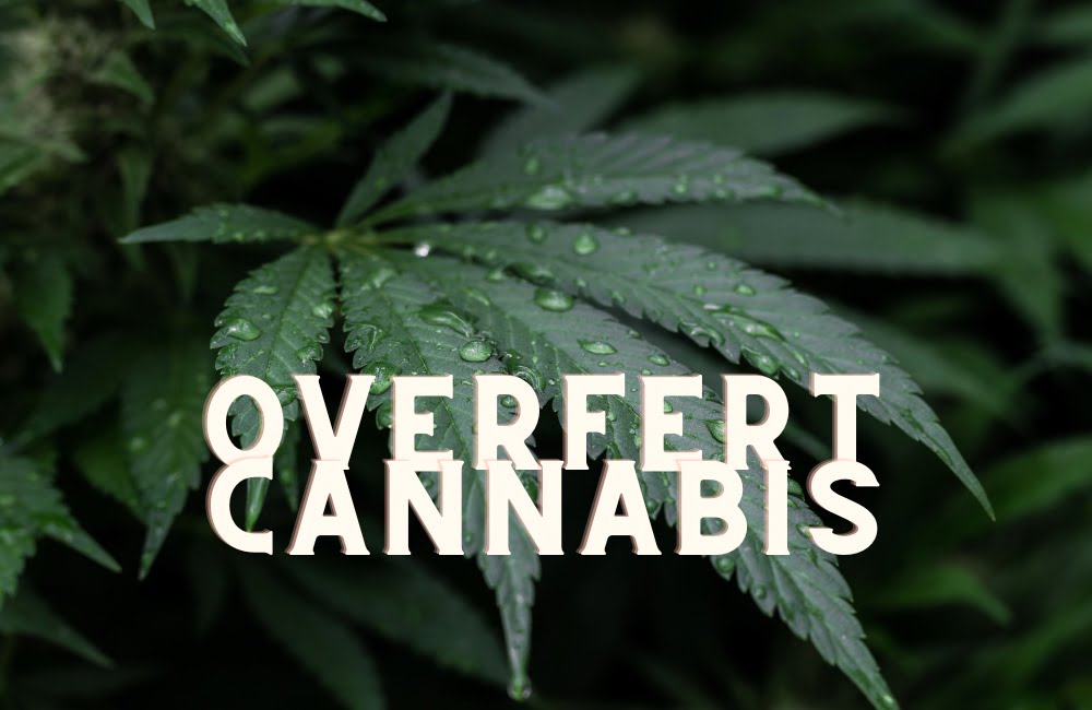Overfert Cannabis Marijuana Weed Plant