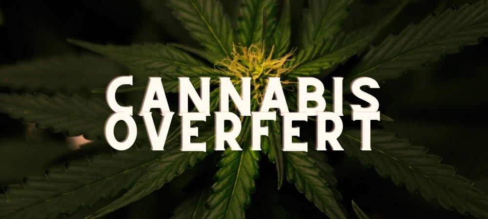 Overfert Eccesso Fertilizanti Cannabis Erba Marijuana