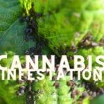 Parasites Infestation Cannabis Marijuana Weed