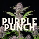 Purple Punch Effect Taste Story Price Seeds