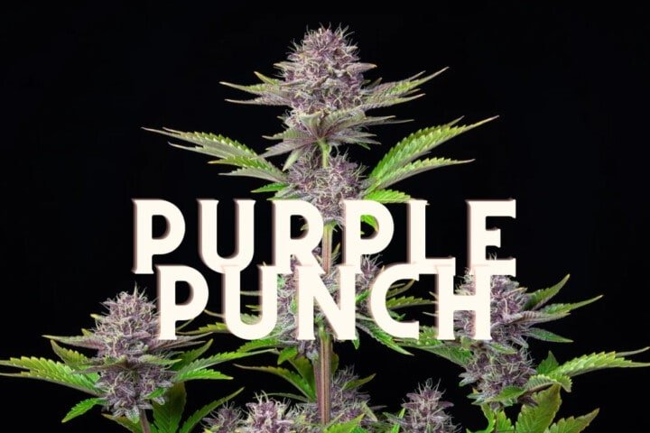 Purple Punch Effect Taste Story Price Seeds