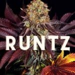 Runtz Effect Taste Story Price Seeds