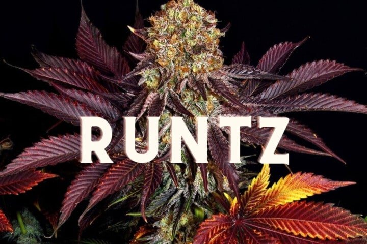 Runtz Effect Taste Story Price Seeds