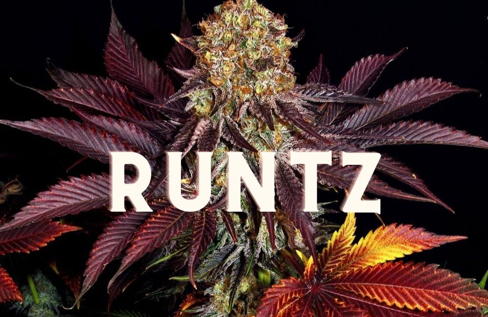 Runtz Effect Taste Story Price Seeds