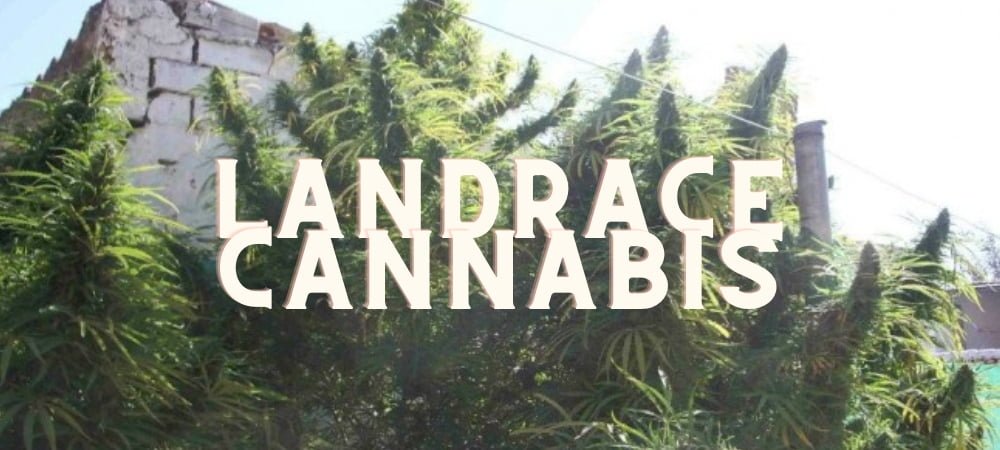 Semi Piante Landrace Cannabis Erba Marijuana