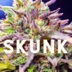 Skunk Effect Taste Story Price Seeds