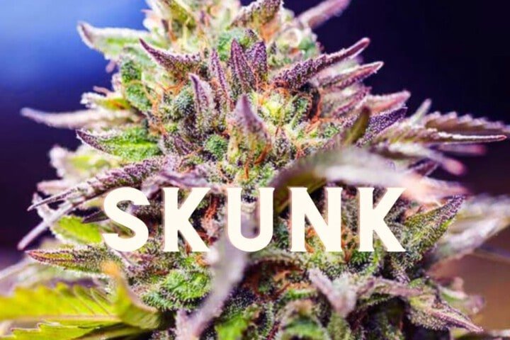 Skunk Effect Taste Story Price Seeds