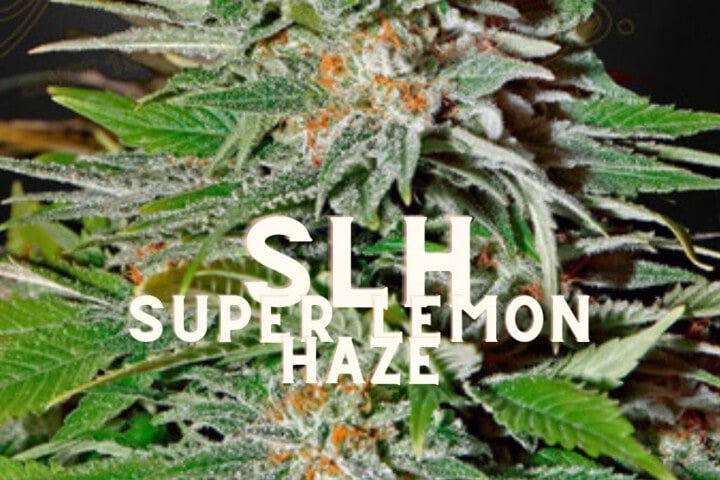 Slh Super Lemon Haze Effect Taste Story Price Seeds (1)