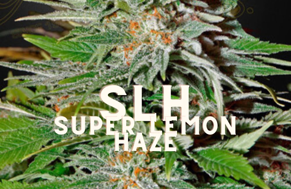 Slh Super Lemon Haze Effect Taste Story Price Seeds (1)