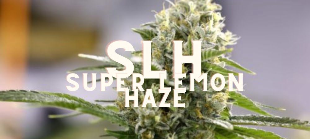 Slh Super Lemon Haze Gusto Effetti Prezzo Costo Semi