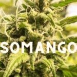 Somango Effect Taste Story Price Seeds