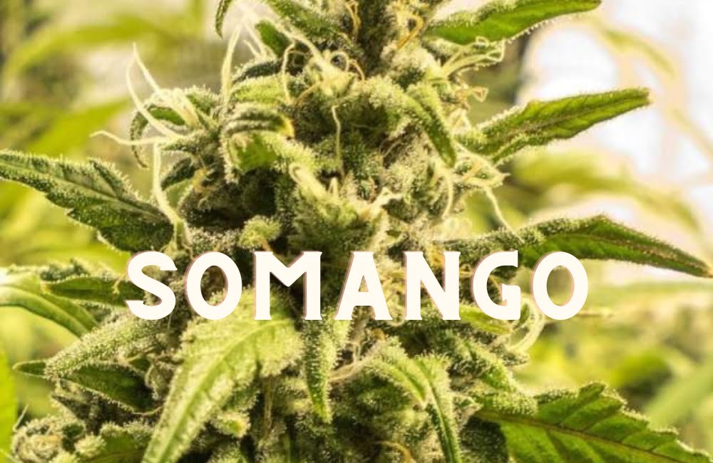 Somango Effect Taste Story Price Seeds