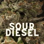 Sour Diesel Weed Cannabis Marijuana Taste Effects Thc Seeds