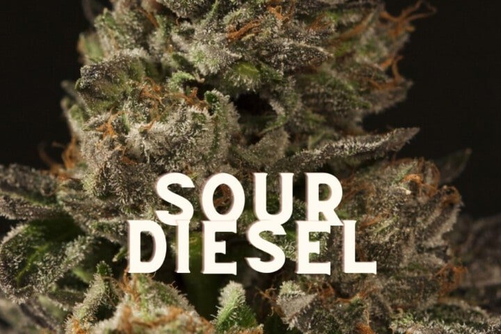 Sour Diesel Weed Cannabis Marijuana Taste Effects Thc Seeds