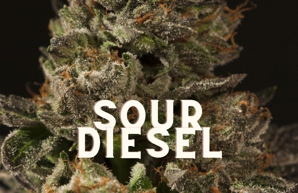 Sour Diesel Weed Cannabis Marijuana Taste Effects Thc Seeds