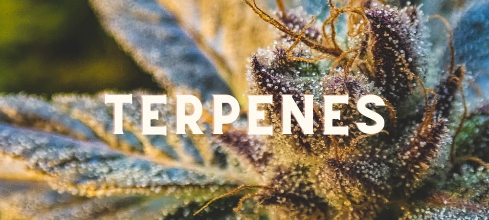 Terpenes Cannabis Weed Marijuana