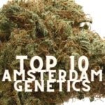 Top 10 Amsterdam Genetics Taste Story Price Seeds (1)