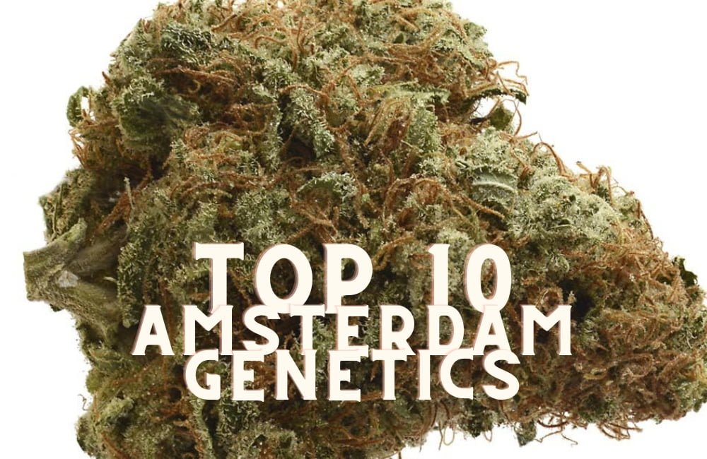 Top 10 Amsterdam Genetics Taste Story Price Seeds (1)